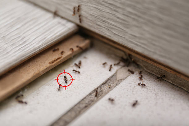 Best Local Pest Control Services  in Trinity, AL